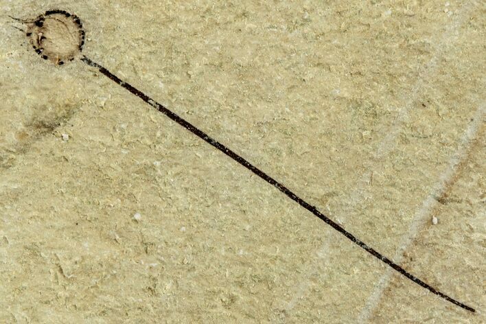 Unidentified Fossil Plant - Bois d’Asson, France #256721